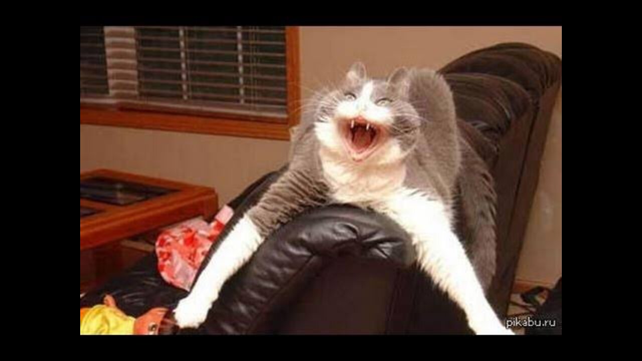 Cats are unstoppable! Compilation of funny videos with cats for a good mood!