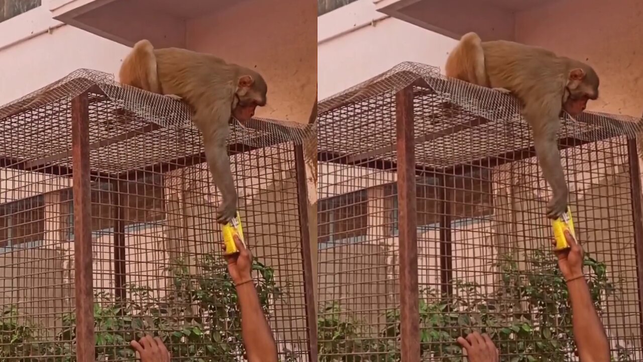 monkey swaps sunglasses for food🥰