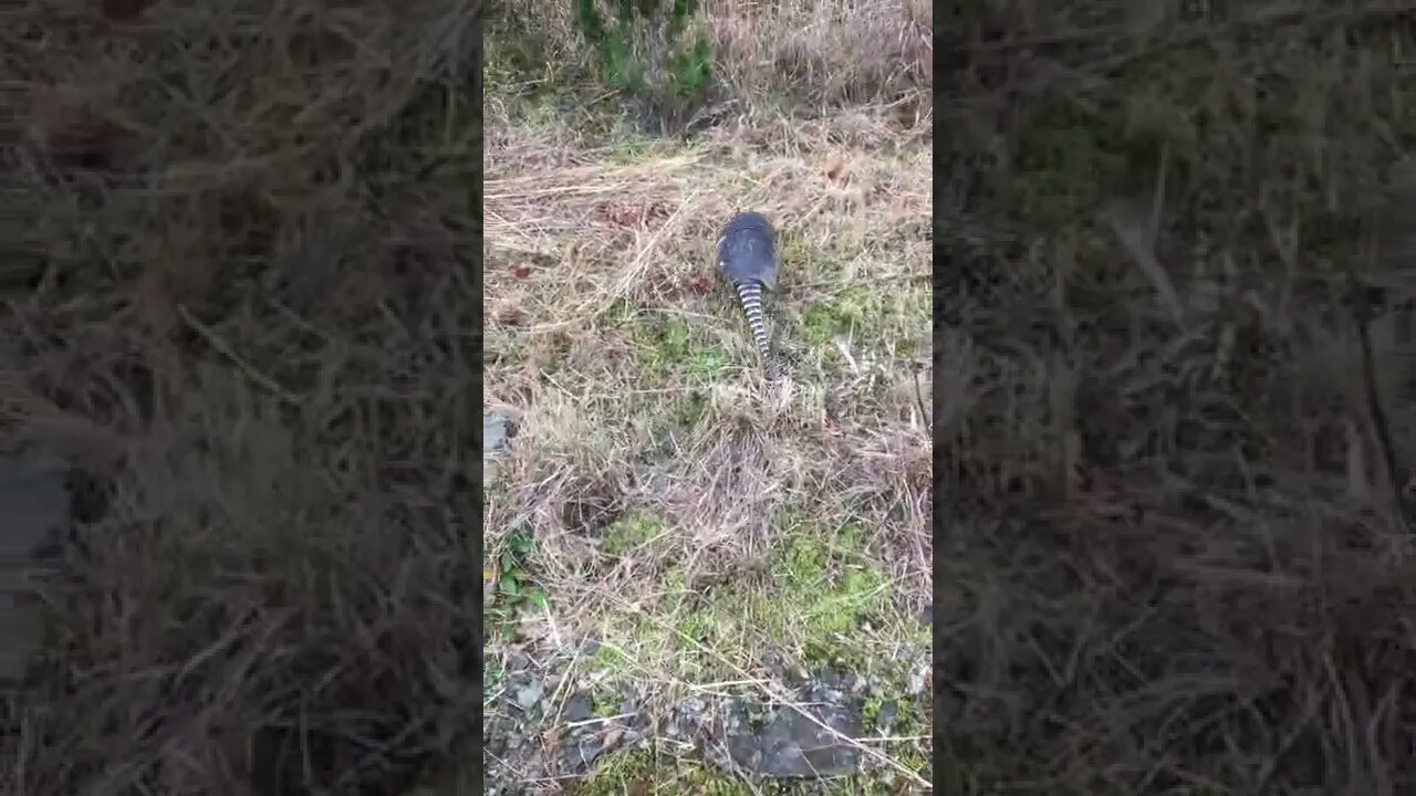 Armadillah #shorts