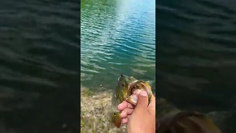 Peacock bass on a rattle trap