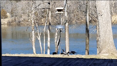 CROWS AT THE FEEEDER (THE BIRDS)