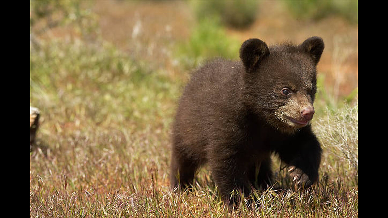 RFK Jr. admits to dumping dead bear cub in New York's Central Park , ROSANNE BARR