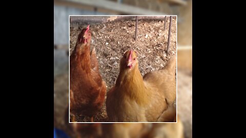 Chickens love bananas!