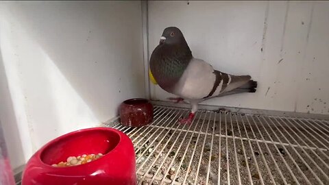 Pigeon men flock to native traditional competition