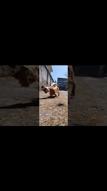 #dogshow , #amimals , #dogs , #shorts (2)