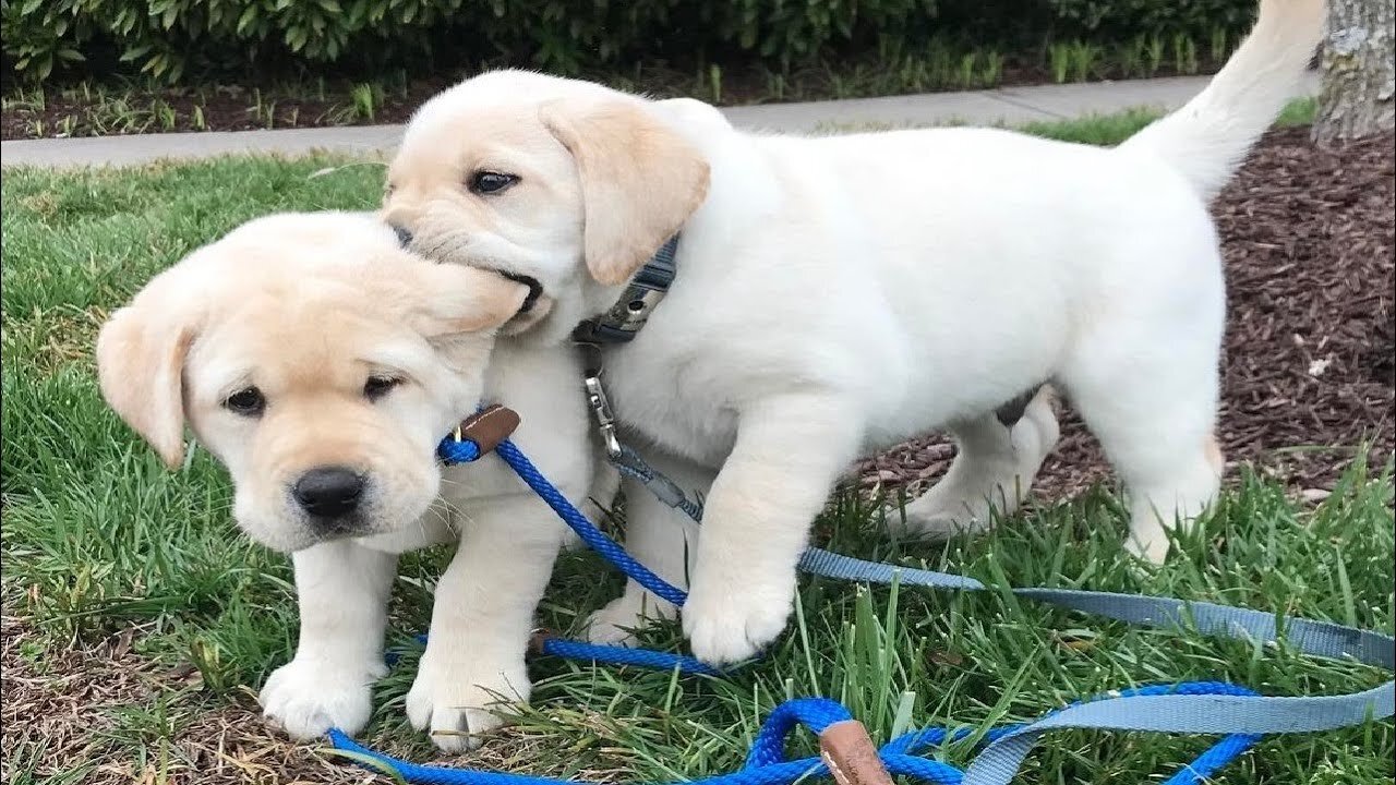 Cutest Funniest Labrador Puppies (Funny Puppy Video)