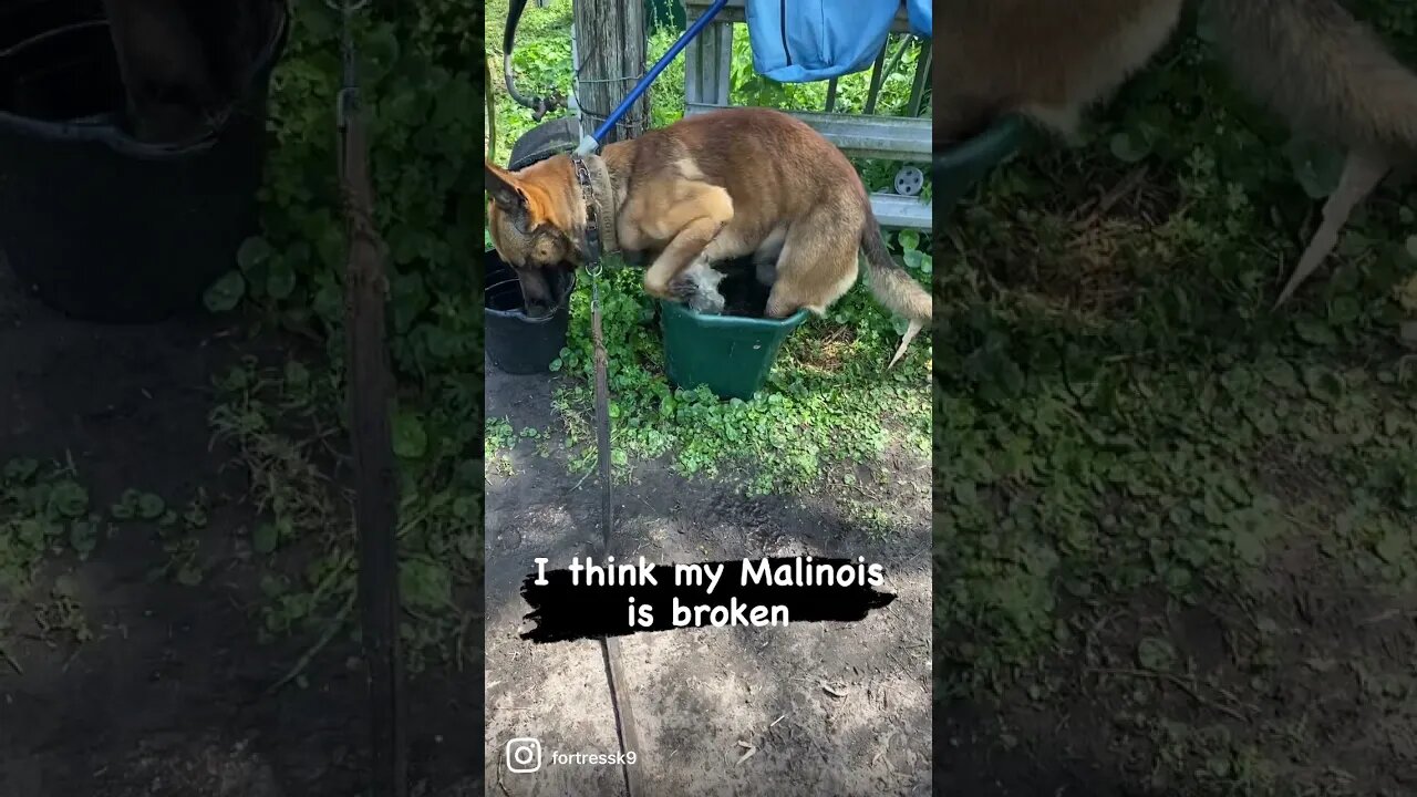Where can I return him?? 🤣😂🤣 #malinoislovers #protectiondog