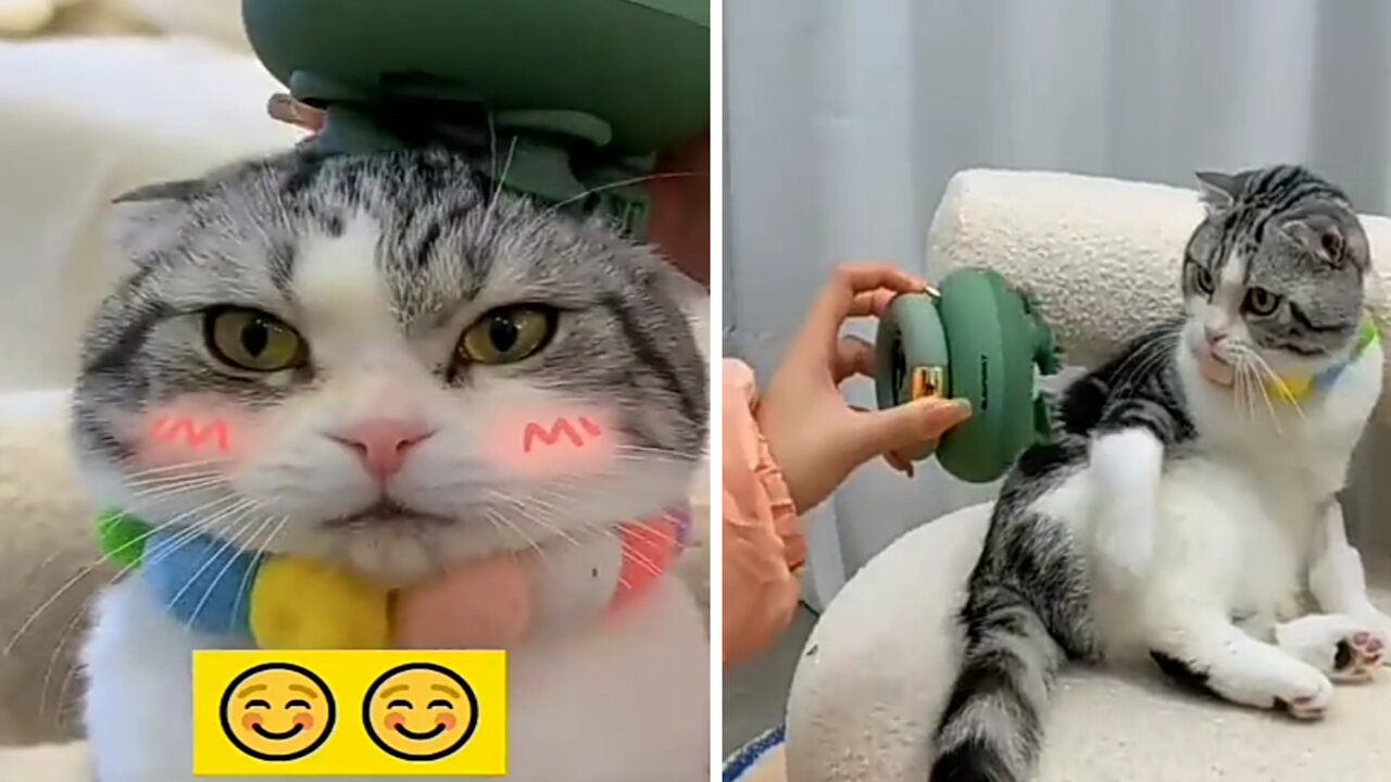 CAT GETS A BLISSFUL HEAD MASSAGE