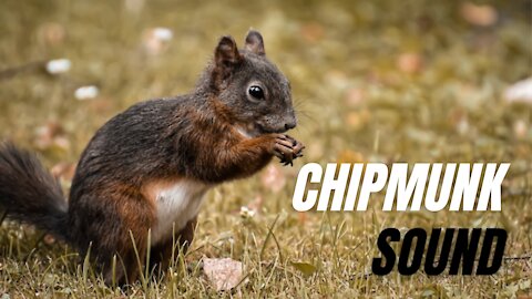 Chipmunk Sounds Effects | Pet Chipmunk Voice Sound Effect | Kingdom Of Awais