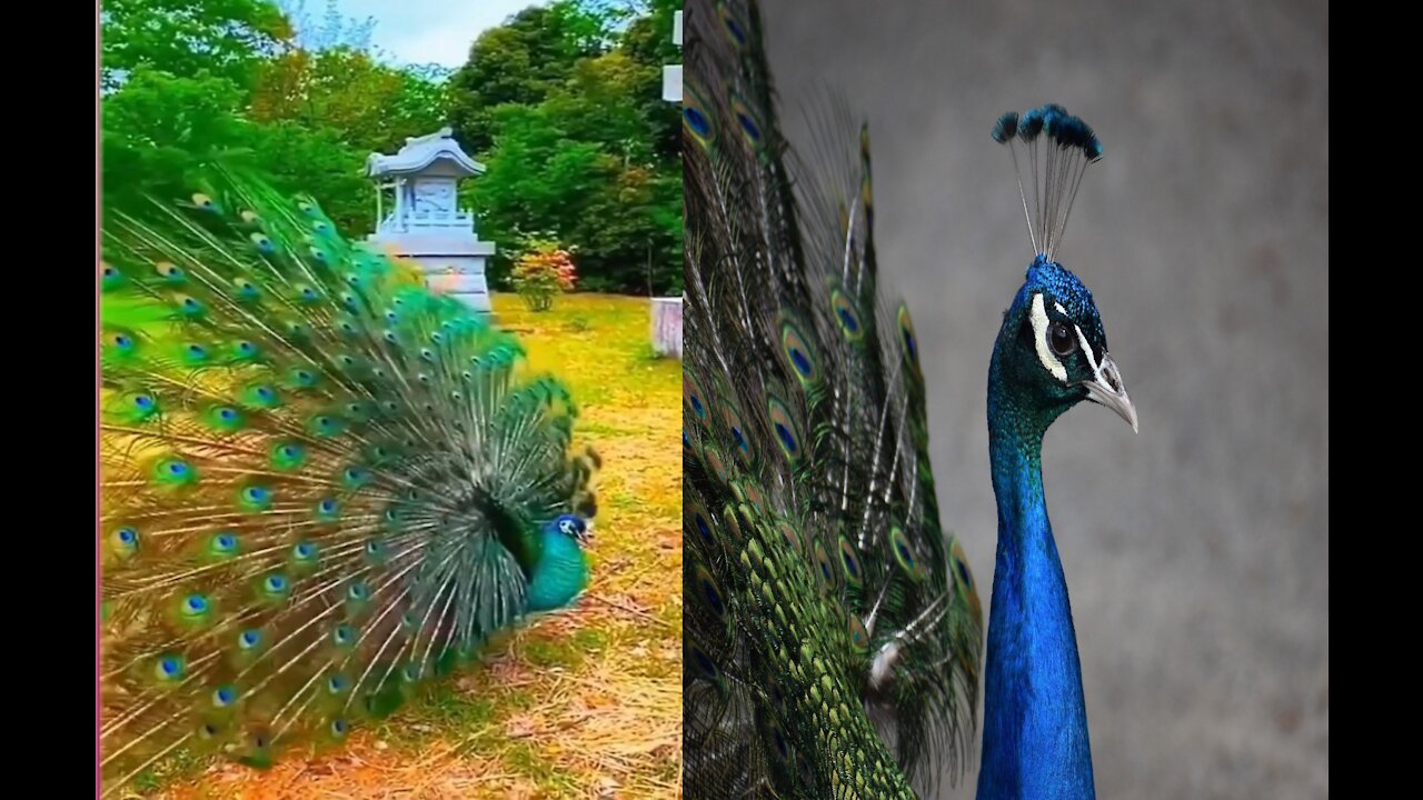 Peacock Mating Dance/ Butyfull Peacock