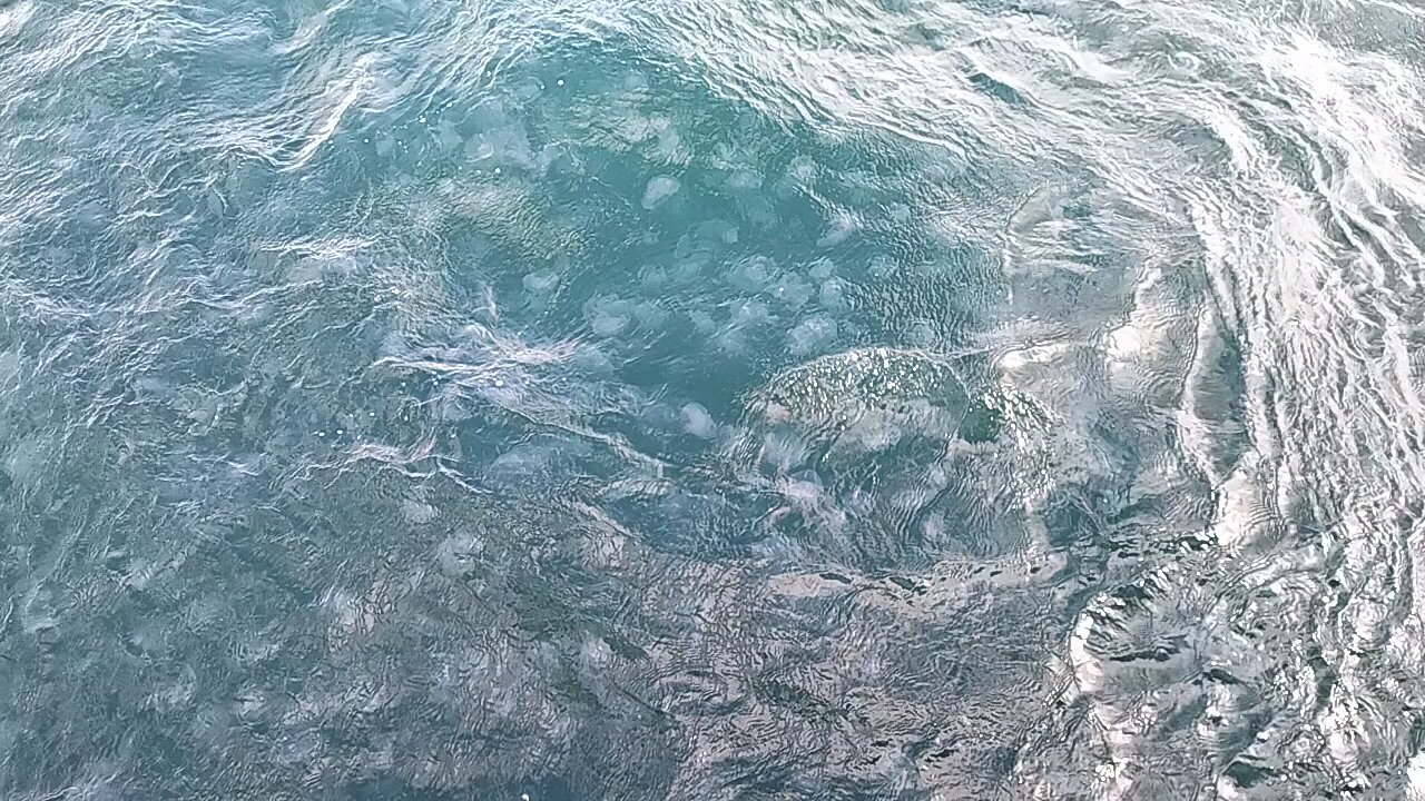 Millions of jelly fish in the ocean
