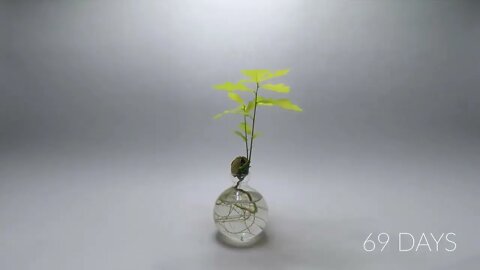 984 days in 8 minutes - Growing Plants Time-lapse Compilation