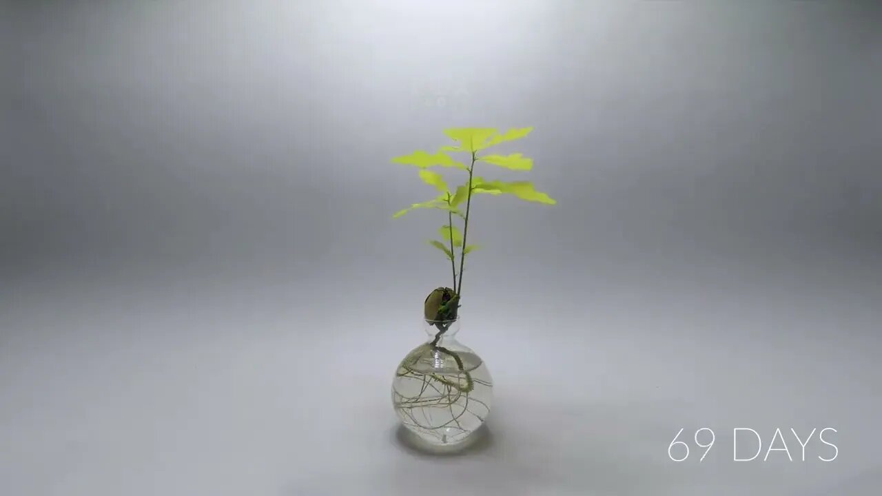 984 days in 8 minutes - Growing Plants Time-lapse Compilation