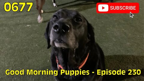 [0677] GOOD MORNING PUPPIES - EPISODE 230 [#dogs #doggos #doggies #puppies #dogdaycare]