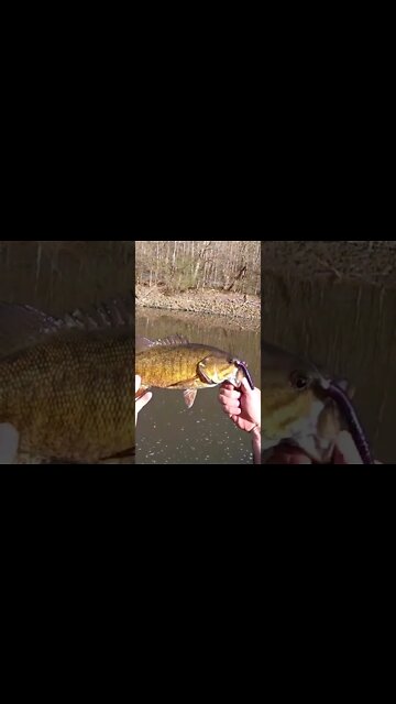 Smallmouth on the NUB rig! (Cast Cray baits are amazing!)