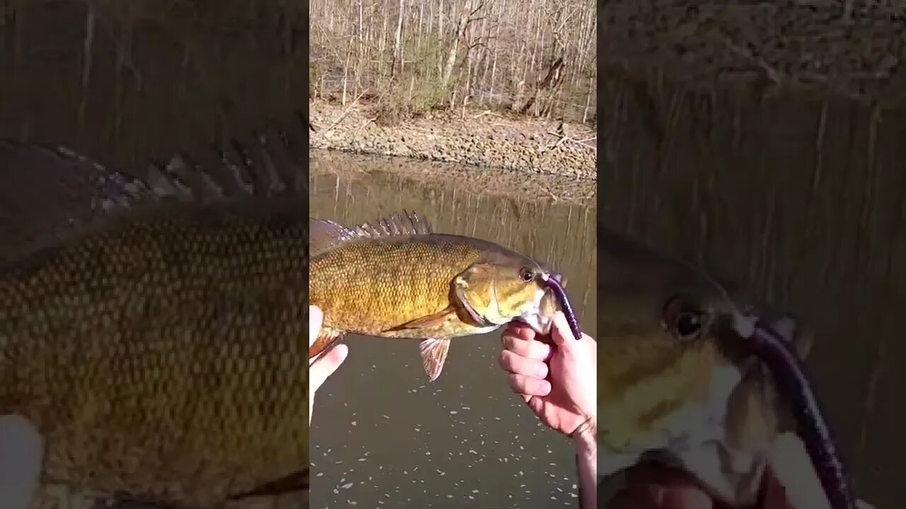 Smallmouth on the NUB rig! (Cast Cray baits are amazing!)