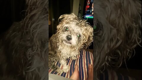 #shorts #dog