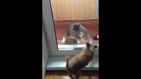 Cat and Dog Fight