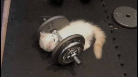 motivation of cats 😂