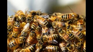 Un essaim d'abeilles s'invite à un festival de musique