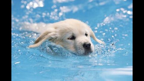 This Is How I Teach My Dogs How To Swim