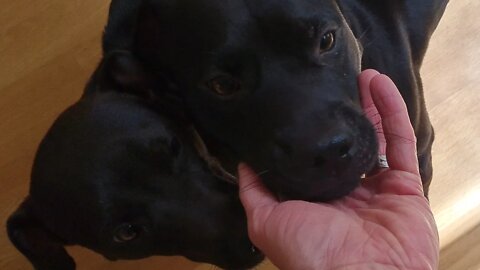WHAT MAKES A GOOD DOG? Some MAJOR pointers based on my OBJECTIVE opinion