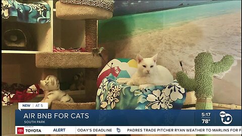 San Diego woman rents out private suites in her home for cats, similar to Airbnb