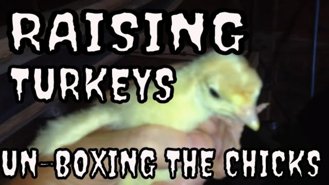 Raising turkeys (unboxing the chicks)