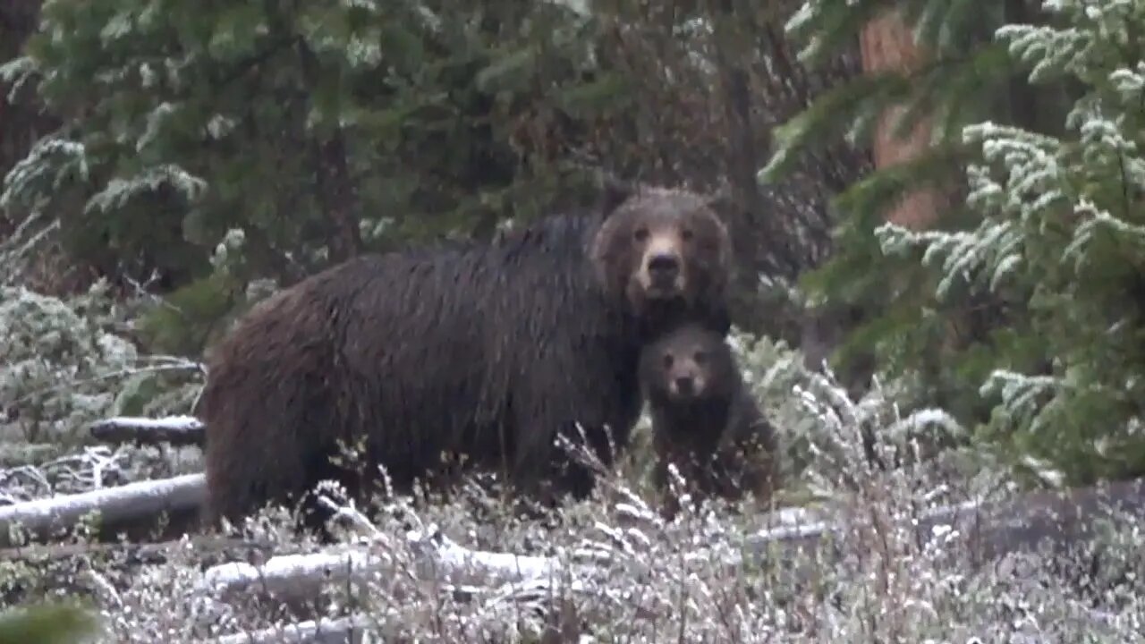 Momma Grizzly Bear and her cub feast on a kill!