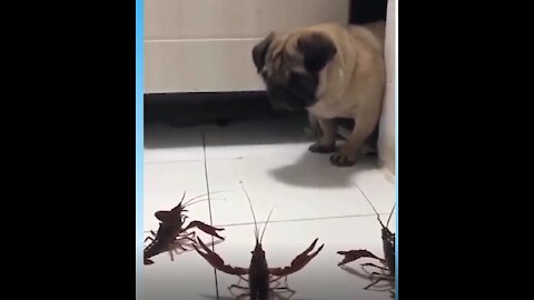 dog vs the crayfish trio