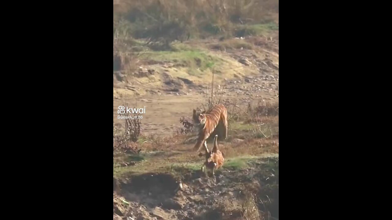 Tiger hunting deer😾😾😾😾