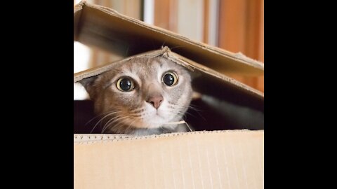 Funny Cats 😹 - Don't Try To Stop Laughing
