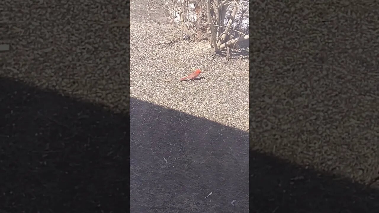 Cardinal in the sunshine 🌞