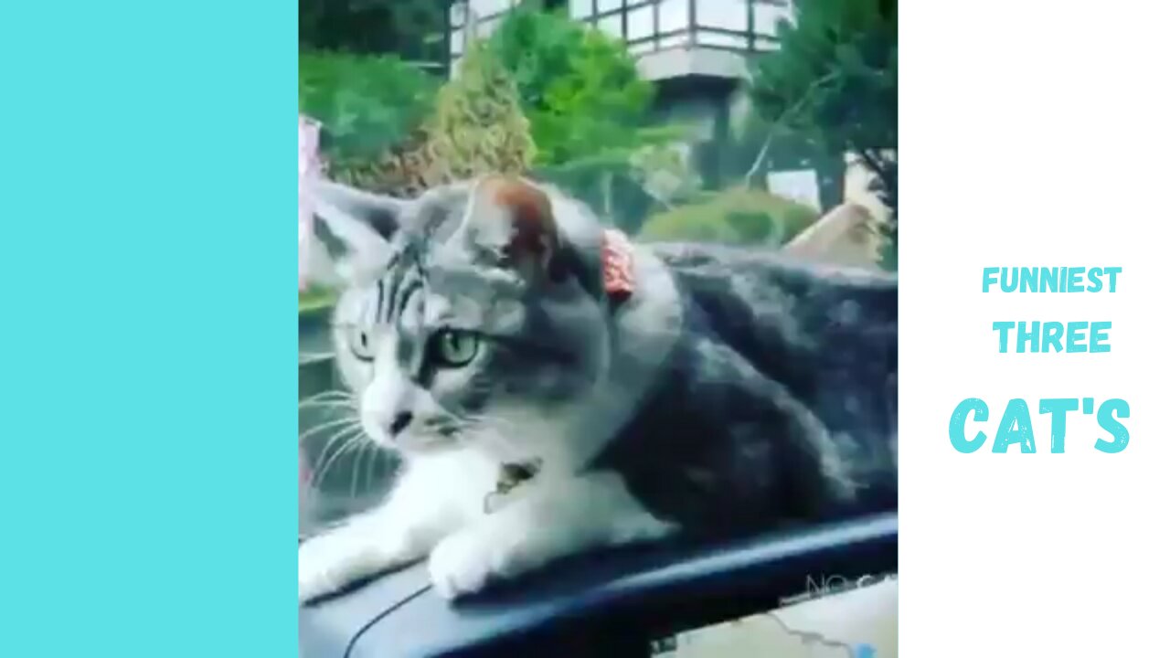 funniest three cat's video compilation | try not to laugh