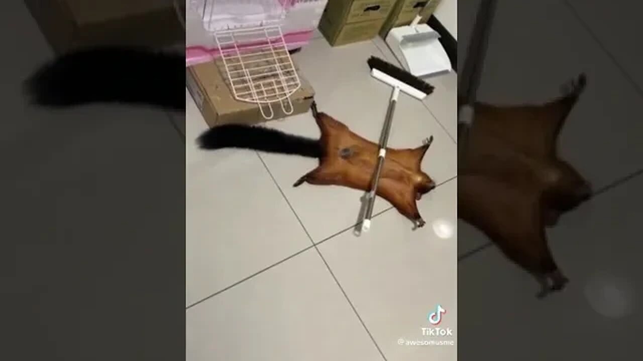 Funny Flying Squirrel Fakes His Death 🐿😂🐿 #FunnyAnimals #Squirrel