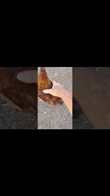 Little Red Rooster came to talk to me