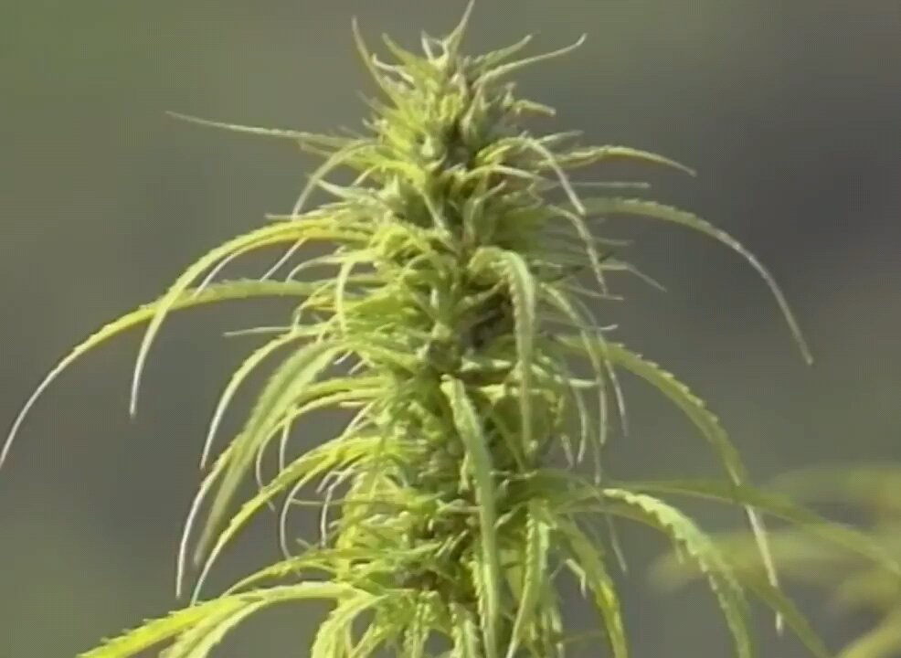 Spinning and braiding Hemp in to rope