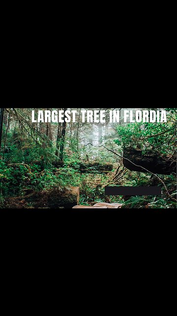 The largest tree in Flordia It huge!