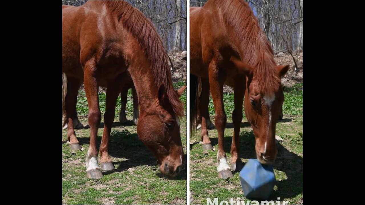 A funny horse showing all his skill with the ball