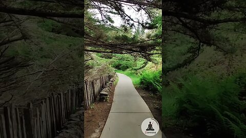 Nature's Tranquility - Serene Lush Green Pathway