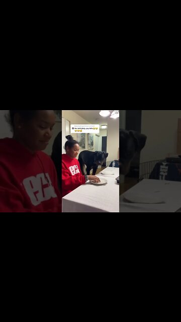 Big Dog Gets His Own Seat At The Dinner Table 😋 #Shorts #rottweiler #dogs