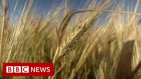 Where_is_Russia_taking_Ukraine's_stolen_grain?_–_98_News