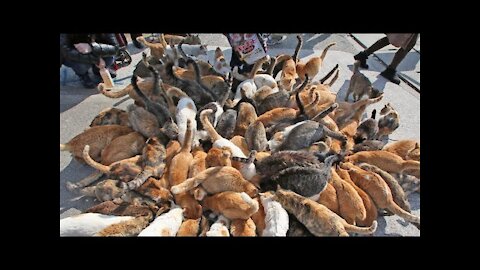 Japan's cat Island - incredible