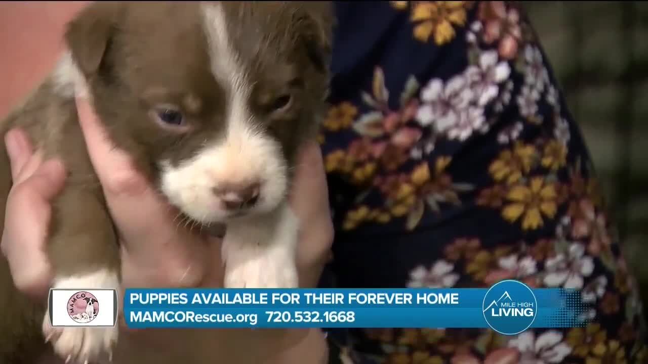 Save a Puppy // MAMCORescue.org