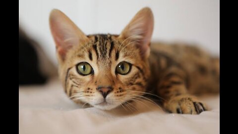 CAT REACTION TO BEING SCOLDED