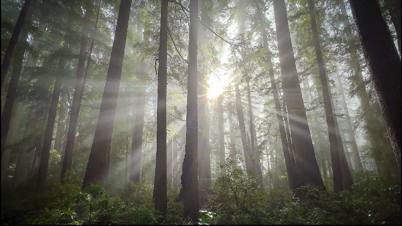 Prairie Creek Redwoods