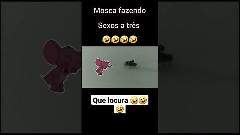 até os bichos kkk