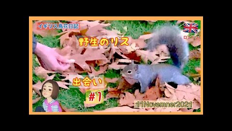 【りす観察Week1】野生のリスに出会った/手からピーナッツをもうため、おそるおそる近づくリス