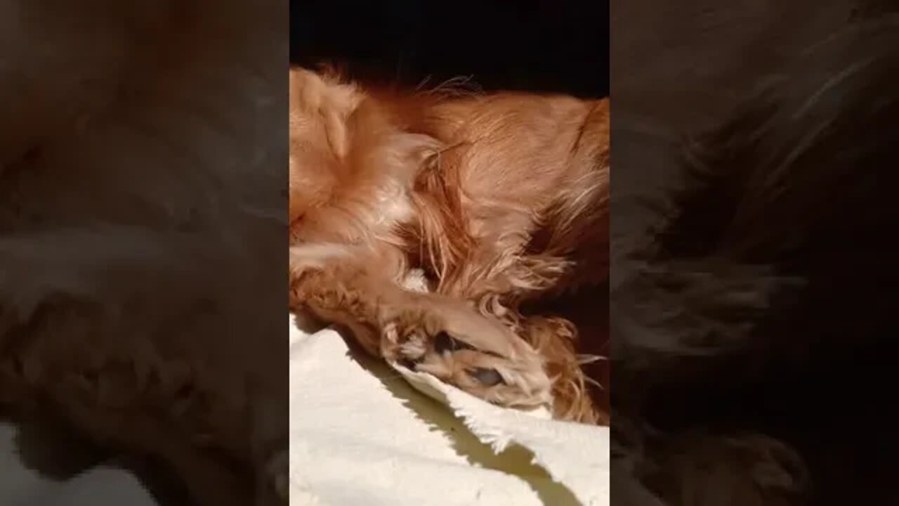 dog , shorts