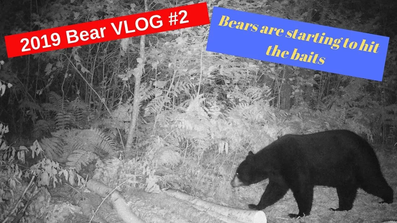 2019 Bear Hunting VLOG #2